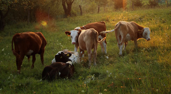 養牛場污水 養牛場污水