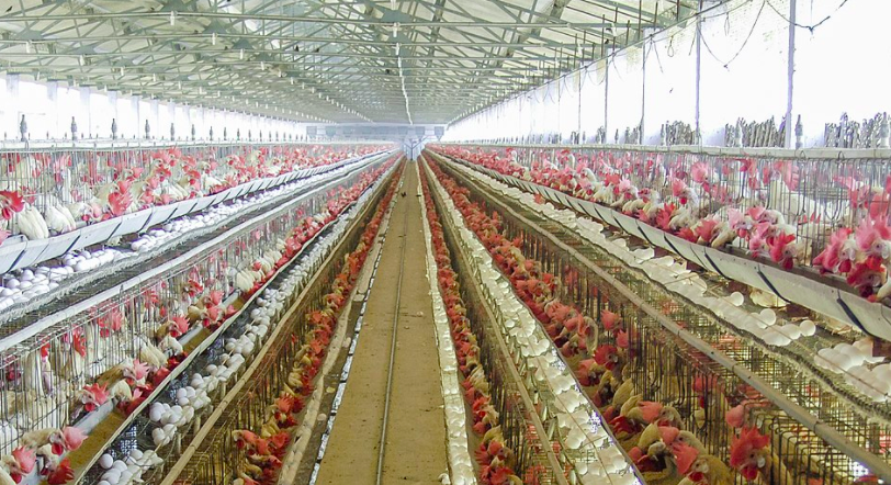 養(yǎng)殖場(chǎng)廢水如何正常處理?-青島樂中環(huán)保 養(yǎng)殖場(chǎng)廢水如何正常處理?-青島樂中環(huán)保