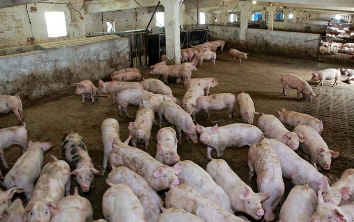 處理養(yǎng)豬污水場設備，可以有效處理養(yǎng)豬場高濃度廢水