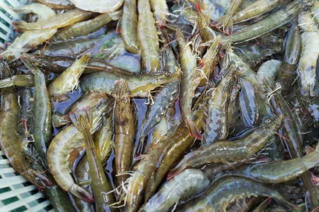 養(yǎng)蝦廢水怎么處理效果好？解決方案！-1