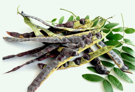 皂腳和皂角的區(qū)別是什么（皂腳和皂角一樣嗎？）