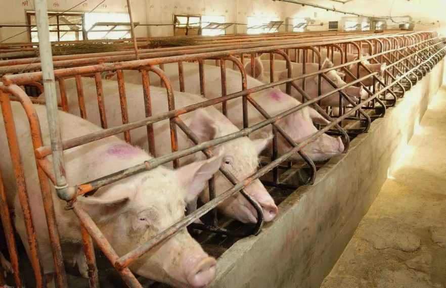 養(yǎng)豬場(chǎng)污水處理設(shè)備一套要多少錢(qián)?（養(yǎng)豬場(chǎng)污水處理設(shè)備污水處理）