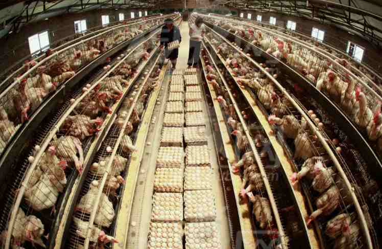 養(yǎng)殖場(chǎng)高壓清洗機(jī)什么牌好(養(yǎng)殖場(chǎng)高壓清洗機(jī)廠(chǎng)家分享) 養(yǎng)殖場(chǎng)高壓清洗機(jī)什么牌好(養(yǎng)殖場(chǎng)高壓清洗機(jī)廠(chǎng)家分享)